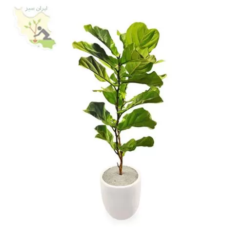 قیمت خرید فیکوس آفریقایی در گروه خرید و فروش گیاهان زینتی در یکمیوه -عکس1