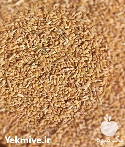 فروش بذر گندم خلیل زاده در گروه خرید و فروش بذر گندم در یکمیوه -عکس1