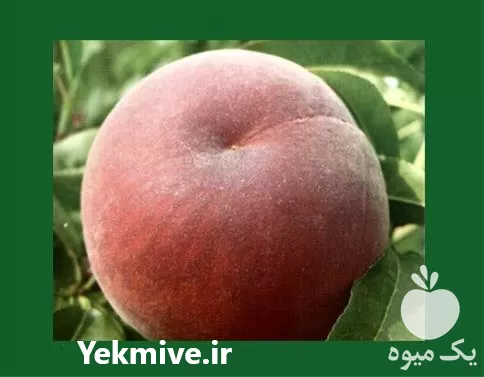 قیمت خرید نهال هلو زعفرانی در آذربایجان شرقی در گروه خرید و فروش نهال در یکمیوه -عکس1