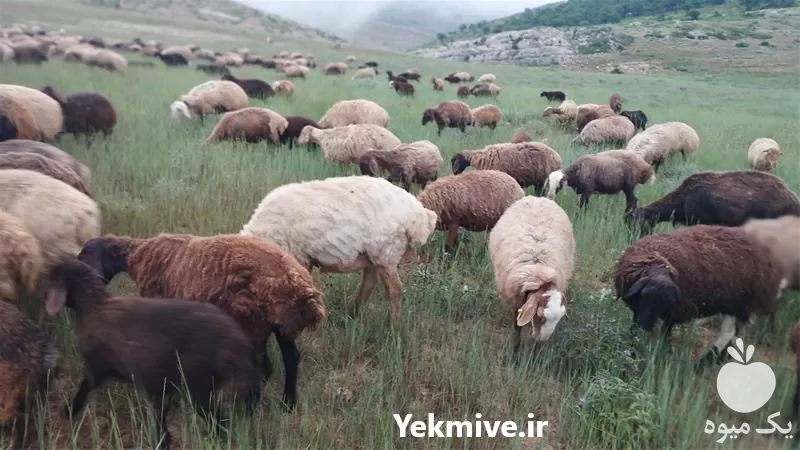 فروش بره افشار در مازندران در گروه گاو و گوسفند و میش و بز کهره گوساله در یکمیوه -عکس1