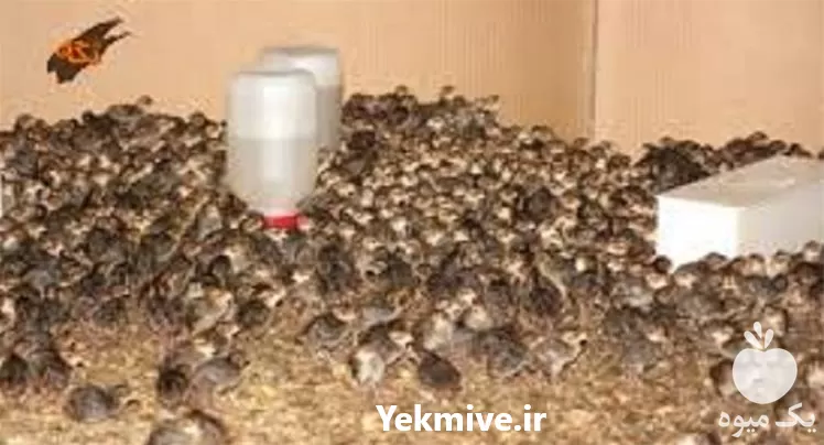 دوره تخصصی پرورش بلدرچین حضوری در تهران در گروه دوره آموزش کشاورزی در یکمیوه -عکس1