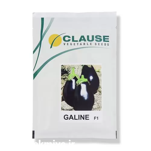 قیمت خرید بذر بادمجان میروال در کرمان  در گروه خرید و فروش بذر بادمجان در یکمیوه -عکس1