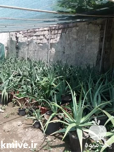 قیمت خرید آلوئه ورا در گیلان در گروه خرید و فروش گیاهان دارویی در یکمیوه -عکس1