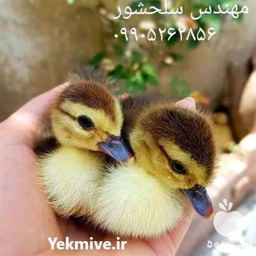 قیمت خرید جوجه اردک روسی در گروه مرغ و خروس و بوقلمون و اردک قو قاز در یکمیوه -عکس1