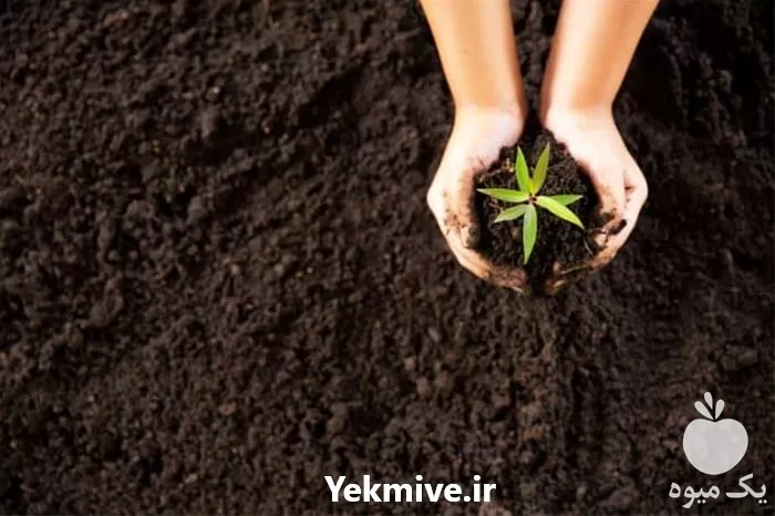 خاک کوکوپیت بسته بندی فقط عمده در تهران در گروه خرید و فروش انواع کود کشاورزی در یکمیوه -عکس1