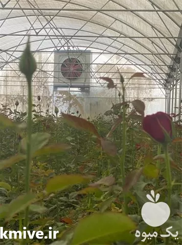 کولر گلخانه کولر گلخانه در تهران در گروه خرید و فروش تجهیزات گلخانه در یکمیوه -عکس1