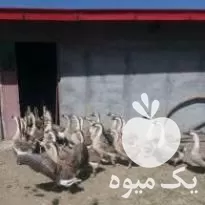قیمت خرید قوغاز در مشهد در تهران در گروه مرغ و خروس و بوقلمون و اردک قو قاز در یکمیوه -عکس1