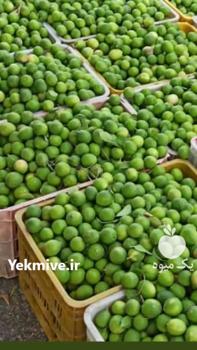 لیمو ترش در تجریش در تهران در گروه خرید و فروش لیمو ترش در یکمیوه -عکس2
