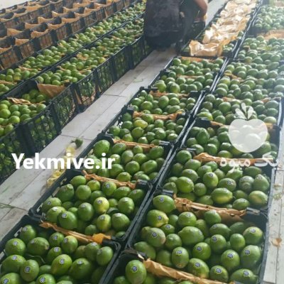 لیمو ترش در تجریش در تهران در گروه خرید و فروش لیمو ترش در یکمیوه -عکس3