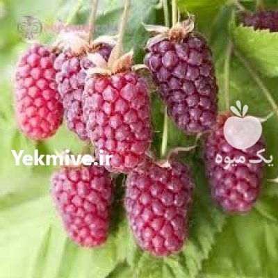 فروش میوه رزبری و بلک بری در شاهین دژ در گروه خرید و فروش میوه استوایی در یکمیوه -عکس3