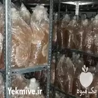 قیمت خرید کمپوست قارچ گانودرما در مشهد در گروه خرید و فروش قارچ در یکمیوه