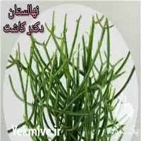 خرید عمده گیاه مرگ من برگ در ارومیه در گروه خرید و فروش گیاهان زینتی در یکمیوه