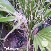 قیمت خرید نهال پالم واشنگتونی در گروه خرید و فروش نهال در یکمیوه