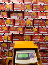 انبه درجه یک پاکستان در گروه خرید و فروش انبه در یکمیوه