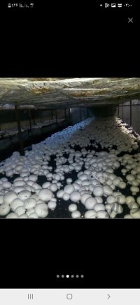 قارچ دکمه ای لوکس در نقده در گروه خرید و فروش قارچ در یکمیوه