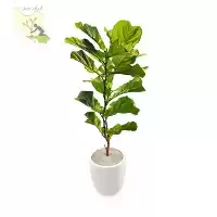 قیمت خرید فیکوس آفریقایی در گروه خرید و فروش گیاهان زینتی در یکمیوه
