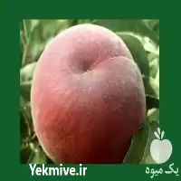 قیمت خرید نهال هلو زعفرانی در آذربایجان شرقی در گروه خرید و فروش نهال در یکمیوه