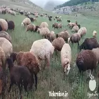 فروش بره افشار در مازندران در گروه گاو و گوسفند و میش و بز کهره گوساله در یکمیوه