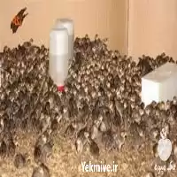 دوره تخصصی پرورش بلدرچین حضوری در تهران در گروه دوره آموزش کشاورزی در یکمیوه