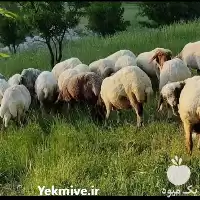 فروش گوسفند زنده کهره و بره در گروه گاو و گوسفند و میش و بز کهره گوساله در یکمیوه