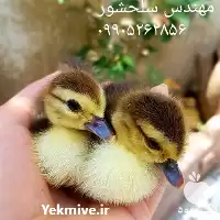 قیمت خرید جوجه اردک روسی در گروه مرغ و خروس و بوقلمون و اردک قو قاز در یکمیوه