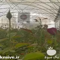 کولر گلخانه کولر گلخانه در تهران در گروه خرید و فروش تجهیزات گلخانه در یکمیوه