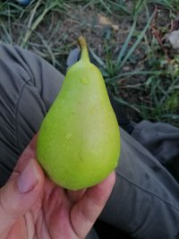 آگهی مشابه میوه باغ گلابی اسپادانا بیروتی در مینودشت در گروه خرید و فروش گلابی در یکمیوه