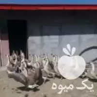 قیمت خرید قوغاز در مشهد در تهران در گروه مرغ و خروس و بوقلمون و اردک قو قاز در یکمیوه