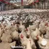 قیمت خرید جوجه گوشتی فلکس در تهران در گروه مرغ و خروس و بوقلمون و اردک قو قاز در یکمیوه