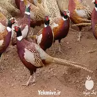 فروش تخم نطفه دار قرقاول در گروه انواع تخم ها در یکمیوه