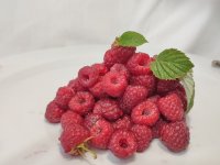 فروش میوه رزبری و بلک بری در شاهین دژ در گروه خرید و فروش میوه استوایی در یکمیوه