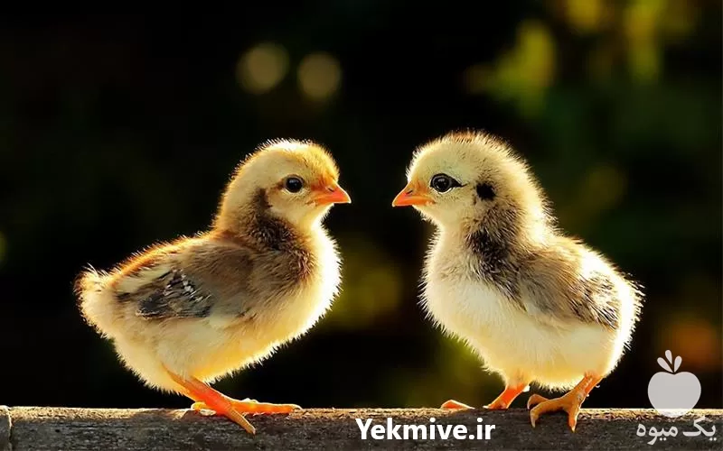 فروش جوجه مرغ بومی یک ماهه در همدان در گروه مرغ و خروس و بوقلمون و اردک قو قاز در یکمیوه -عکس1