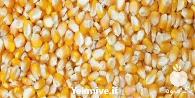 فروش بذر ذرت ژاکلین در گروه خرید و فروش بذر ذرت در یکمیوه -عکس1