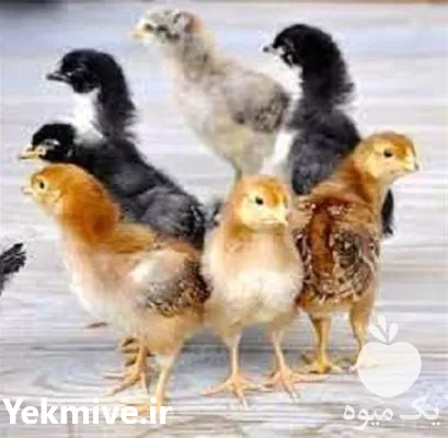 فروش جوجه گلپایگانی به نرخ اتحادیه در گروه مرغ و خروس و بوقلمون و اردک قو قاز در یکمیوه -عکس1