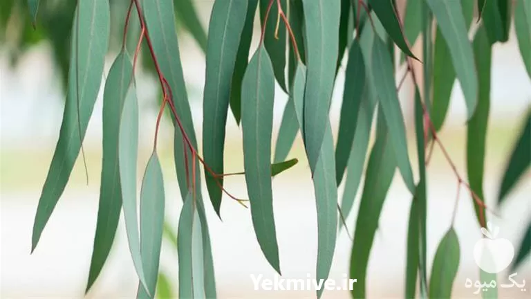 خرید تولید تناژ تخصصی عرقیات مصرفی در اصفهان در گروه خرید و فروش انواع عرقیجات در یکمیوه -عکس1