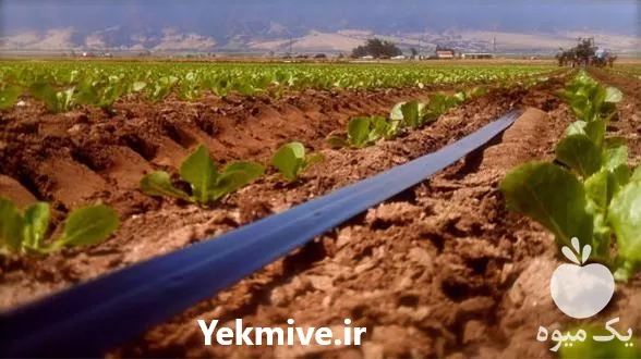 خرید جشنواره نوار تیپ آبیاری سایز در تهران در گروه خرید و فروش اتصالات و تجهیزات آبیاری در یکمیوه -عکس1