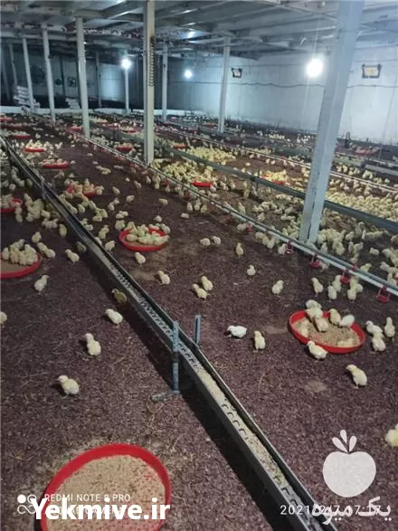 فروش جدیدترین نوع پوشال مرغداری ها در قزوین در گروه تجهیزات مرغداری در یکمیوه -عکس1