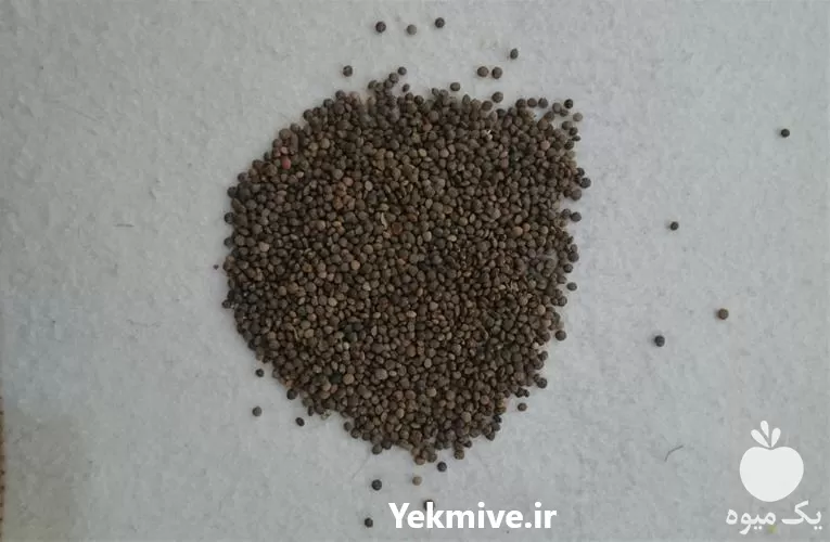 قیمت خرید عدس سیاه محلی در کردستان در گروه خرید و فروش غلات و حبوبات در یکمیوه -عکس1