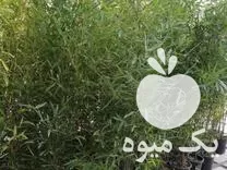 انجام کلیه امور باغبانی در پیروزی در گروه خدمات باغبانی در یکمیوه -عکس1