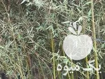 قیمت خرید خیزران شمشاد کاملیا هورتانسیا در واجارگاه در گروه خرید و فروش گیاهان زینتی در یکمیوه -عکس1