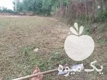 کار علف زنی زمین درخت در صومعه سرا در گروه خدمات باغبانی در یکمیوه -عکس1