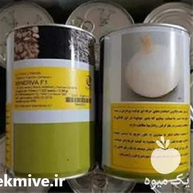 فروش بذر پیاز مینروا در گروه خرید و فروش بذر پیاز در یکمیوه -عکس1