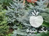 قیمت خرید کاج نوئل ابی در تهران در گروه خرید و فروش و قیمت کاج در یکمیوه -عکس1