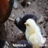 جوجه مرغ بومی فروش انواع مرغ در گروه مرغ و خروس و بوقلمون و اردک قو قاز در یکمیوه