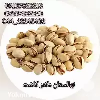 عمده نهال پسته فندقی انواع ارقام در ارومیه در گروه خرید و فروش نهال پسته در یکمیوه