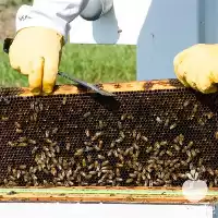 کامل جامع آموزش پرورش زنبور عسل در گروه دوره آموزش کشاورزی در یکمیوه