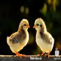 فروش جوجه مرغ بومی یک ماهه در همدان در گروه مرغ و خروس و بوقلمون و اردک قو قاز در یکمیوه