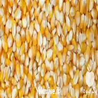 فروش بذر ذرت ژاکلین در گروه خرید و فروش بذر ذرت در یکمیوه