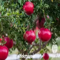 خرید نهال انار گلو باریک دانه در تهران در گروه خرید و فروش نهال انار در یکمیوه