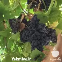 قیمت خرید نهال انگور یاقوتی در کرمانشاه در گروه خرید و فروش نهال انگور در یکمیوه